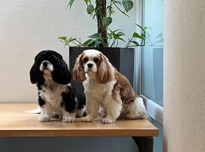 בית אירוח Grosszuegiges Mit Terrasse Am Rheinsteig לינץ אם ריין